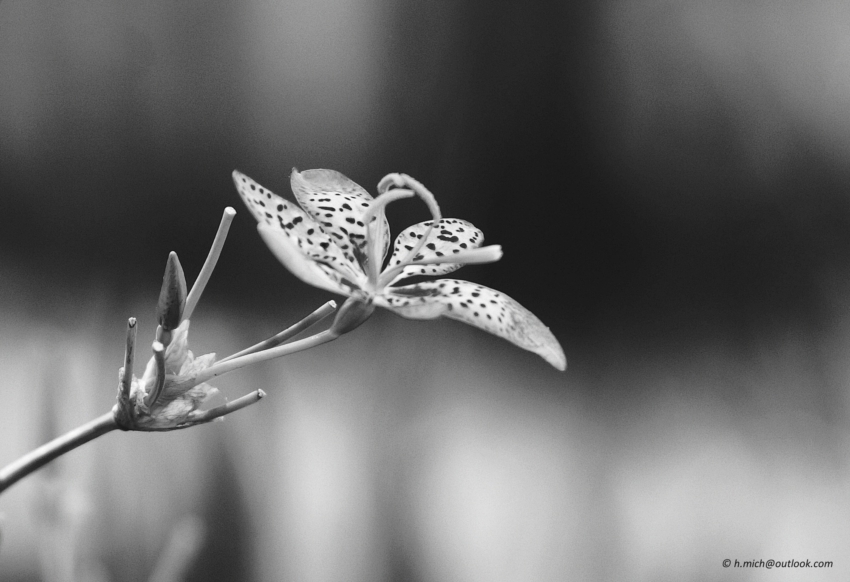 Studio-One.Art.br Repo Fotografia em Rio Preto SP/Brasil