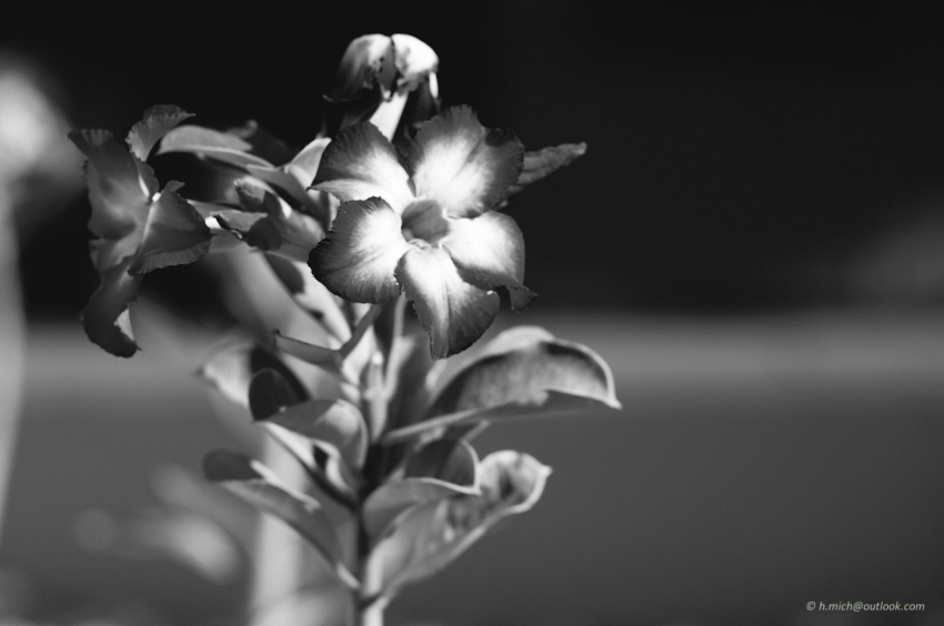 Studio-One.Art.br Repo Fotografia em Rio Preto SP/Brasil