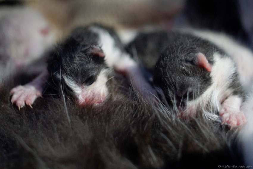 Studio-One.Art.br Repo Fotografia em Rio Preto SP/Brasil