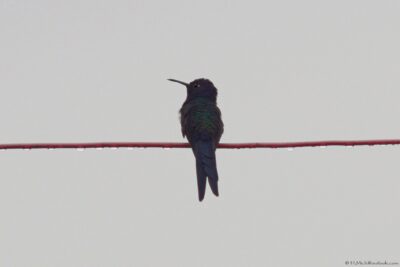2022 06 15(254)
