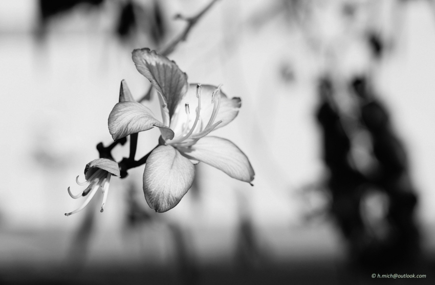 Studio-One.Art.br Repo Fotografia em Rio Preto SP/Brasil