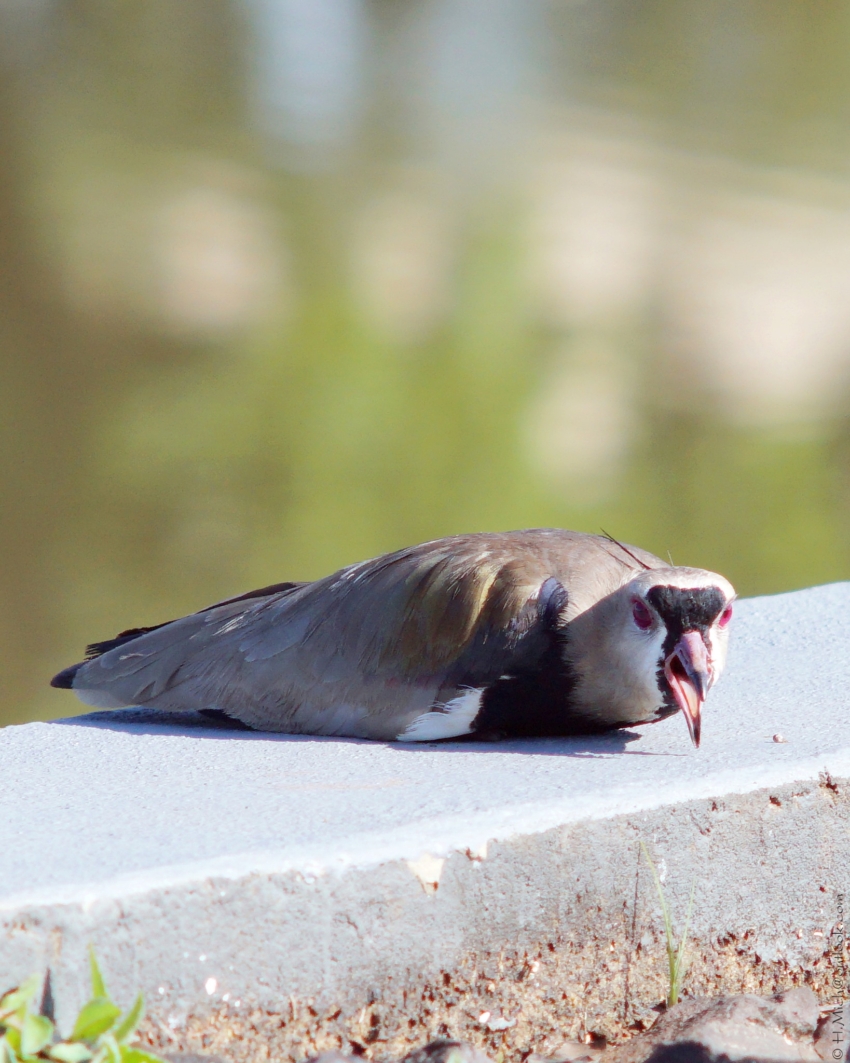 Studio-One.Art.br Repo Fotografia em Rio Preto SP/Brasil