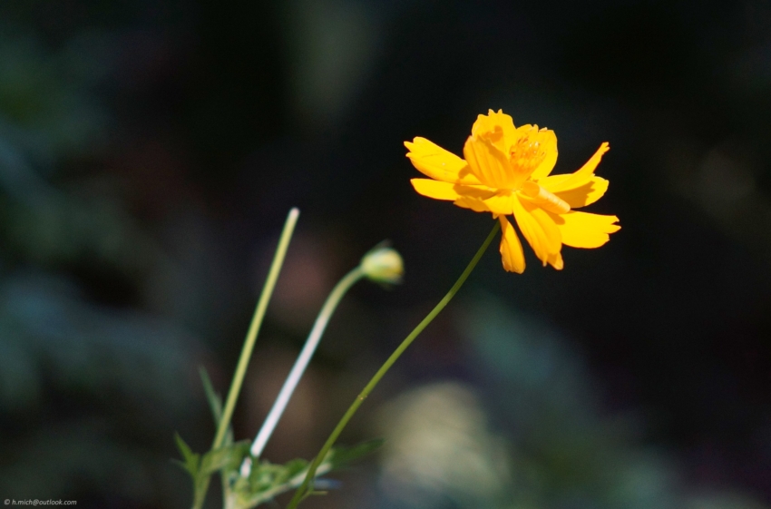 Studio-One.Art.br Repo Fotografia em Rio Preto SP/Brasil