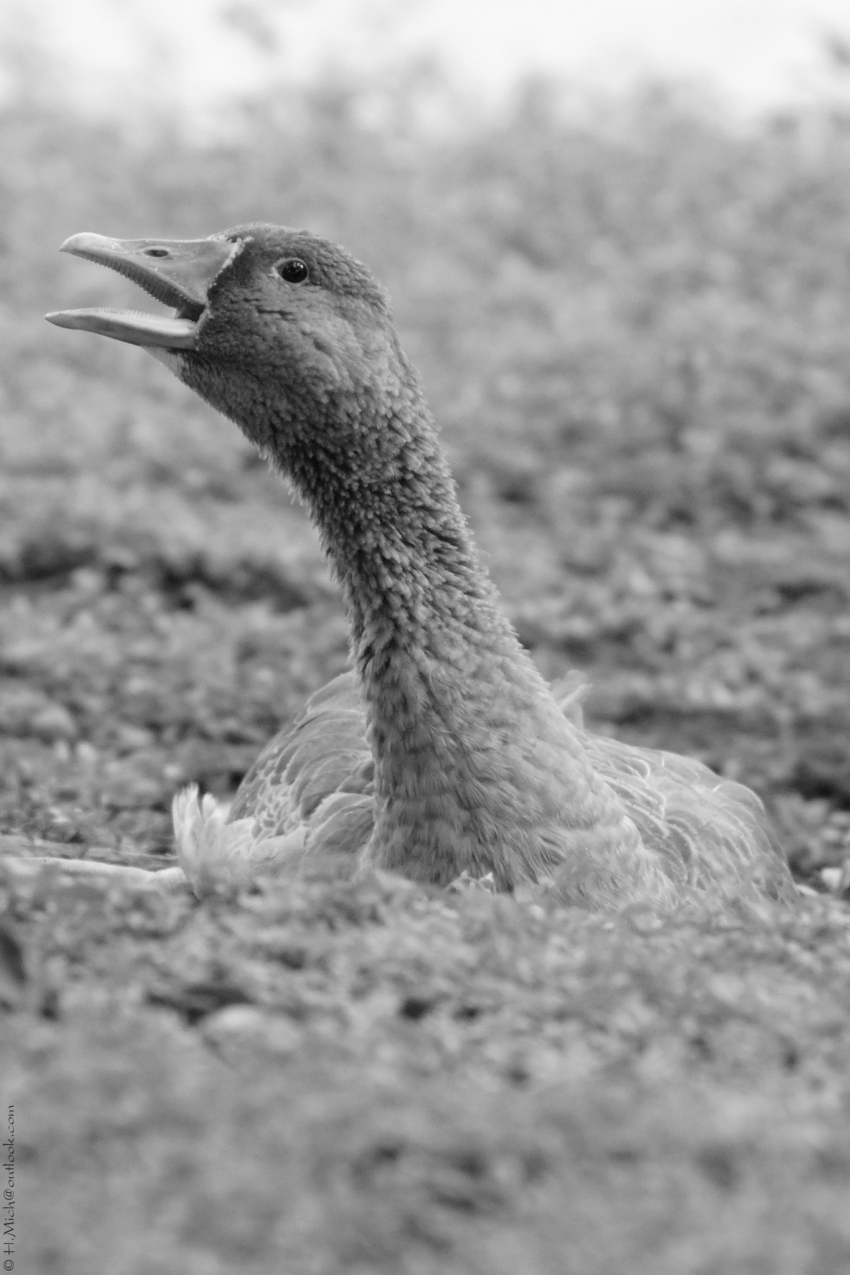 Studio-One.Art.br Repo Fotografia em Rio Preto SP/Brasil