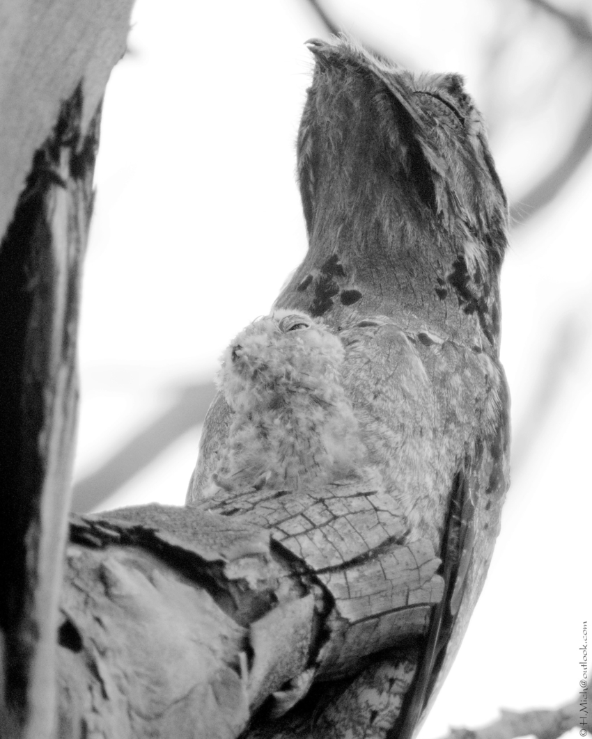 Studio-One.Art.br Repo Fotografia em Rio Preto SP/Brasil