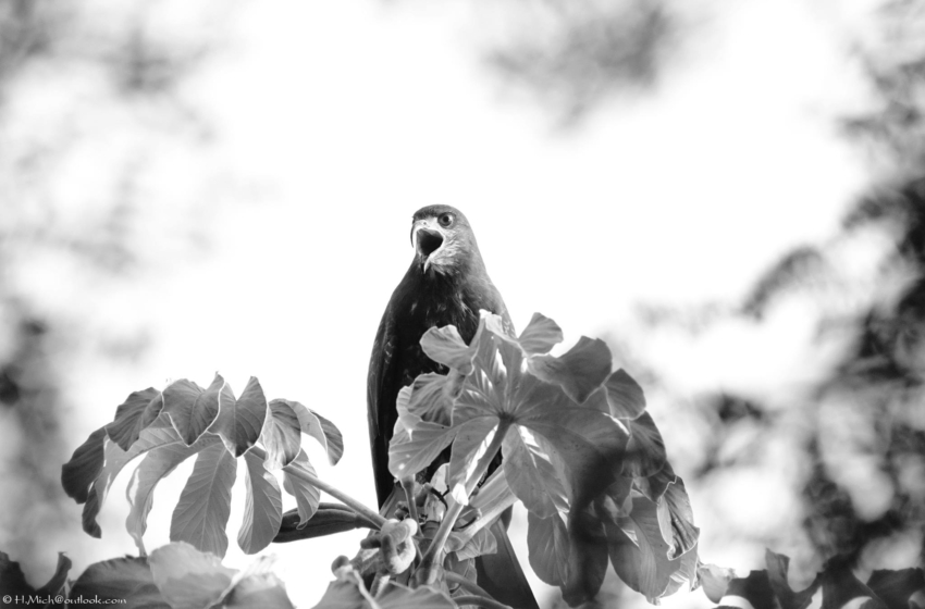 Studio-One.Art.br Repo Fotografia em Rio Preto SP/Brasil