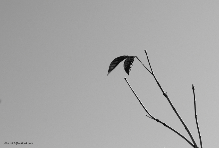 Studio-One.Art.br Repo Fotografia em Rio Preto SP/Brasil