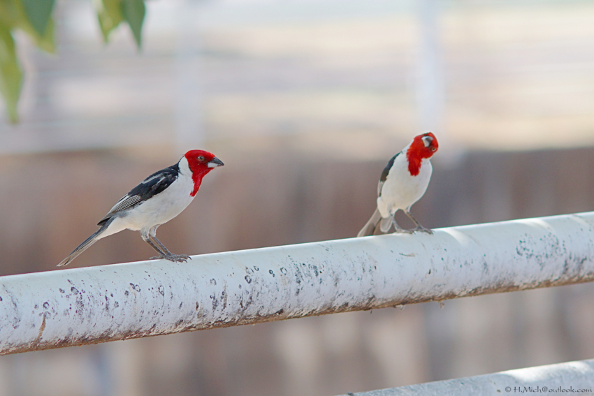 Studio-One.Art.br Repo Fotografia em Rio Preto SP/Brasil