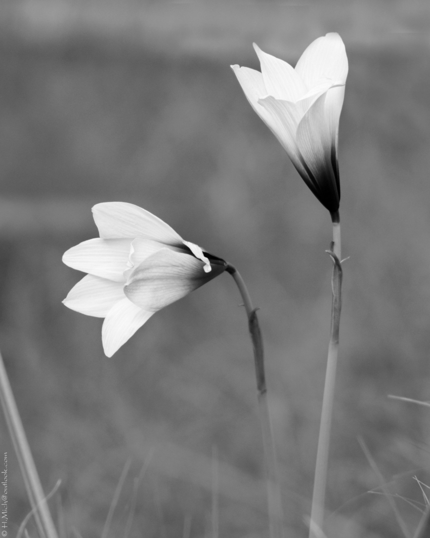 Studio-One.Art.br Repo Fotografia em Rio Preto SP/Brasil