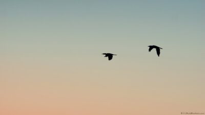 2022 06 15(328)
