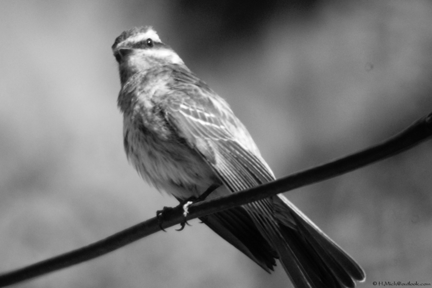 Studio-One.Art.br Repo Fotografia em Rio Preto SP/Brasil