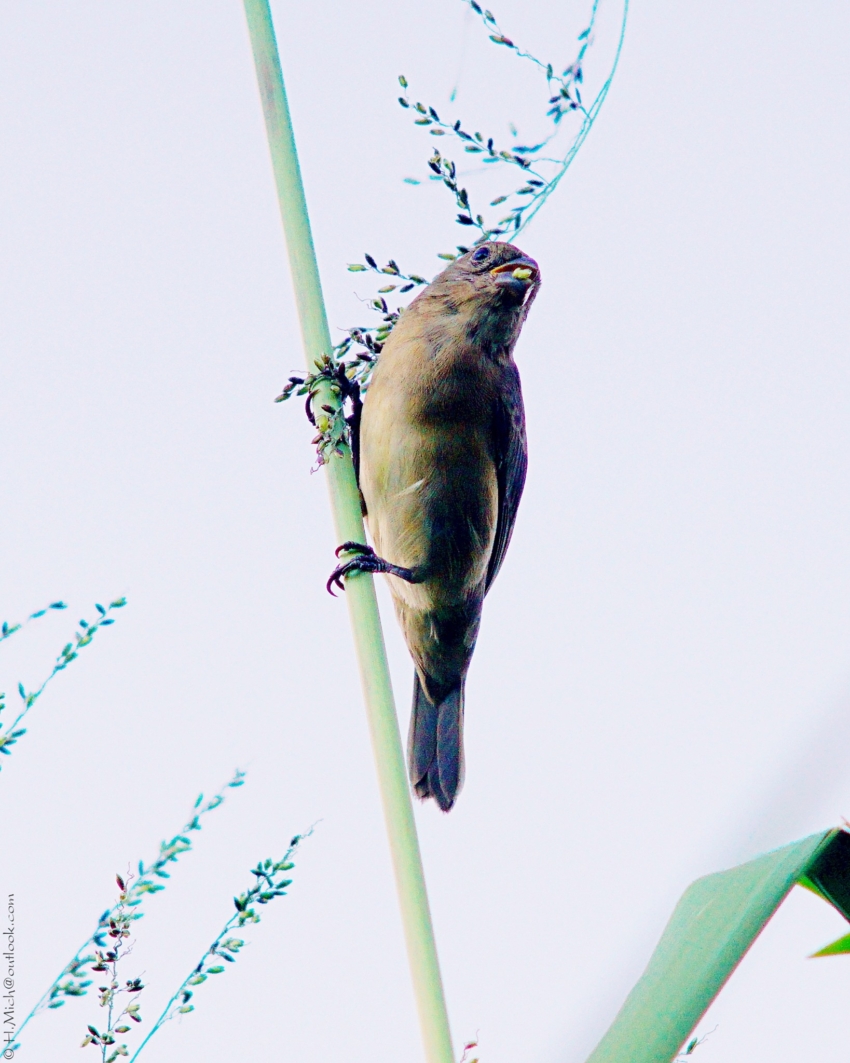 Studio-One.Art.br Repo Fotografia em Rio Preto SP/Brasil