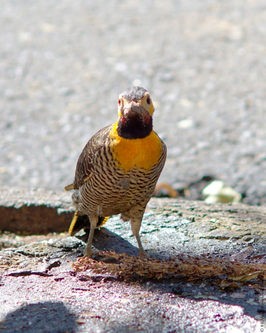 Studio-One.Art.br Repo Fotografia em Rio Preto SP/Brasil