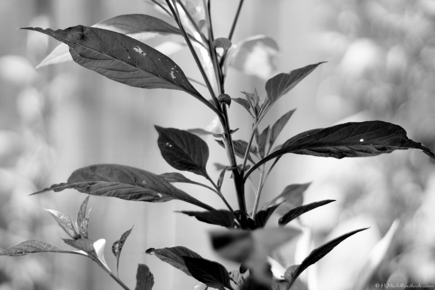 Studio-One.Art.br Repo Fotografia em Rio Preto SP/Brasil