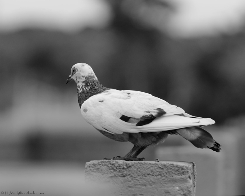 Studio-One.Art.br Repo Fotografia em Rio Preto SP/Brasil