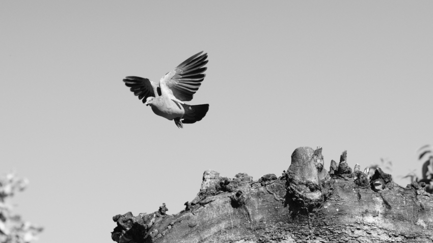 Studio-One.Art.br Repo Fotografia em Rio Preto SP/Brasil