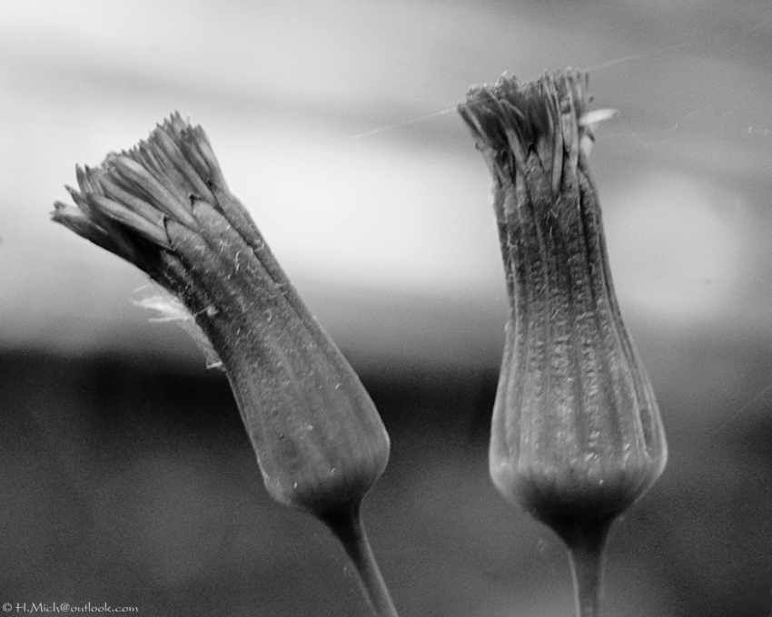 Studio-One.Art.br Repo Fotografia em Rio Preto SP/Brasil