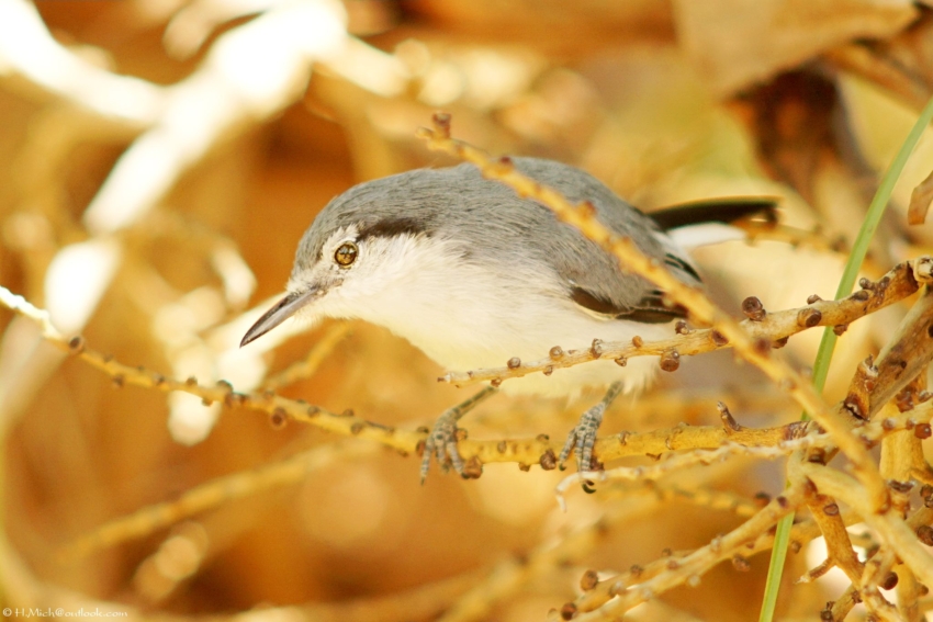 Studio-One.Art.br Repo Fotografia em Rio Preto SP/Brasil