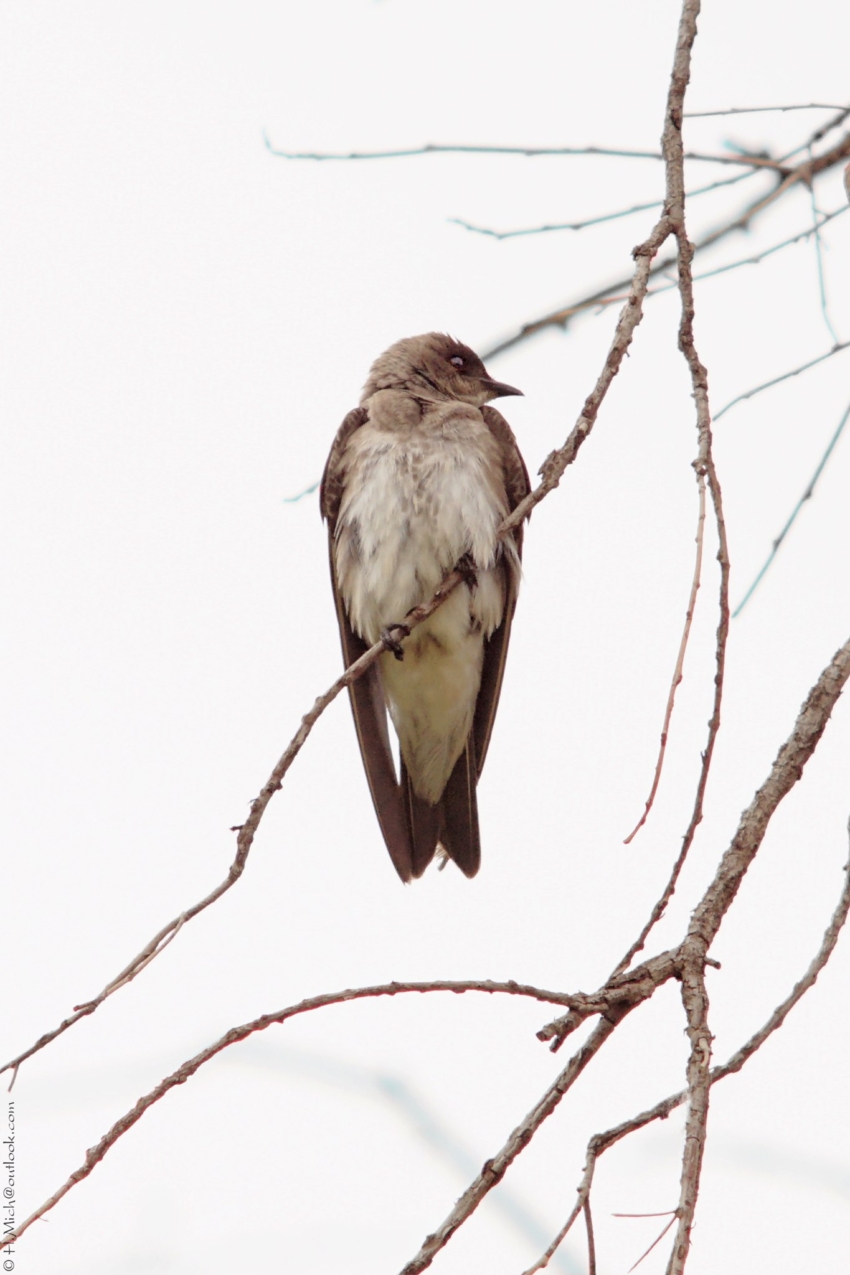 Studio-One.Art.br Repo Fotografia em Rio Preto SP/Brasil