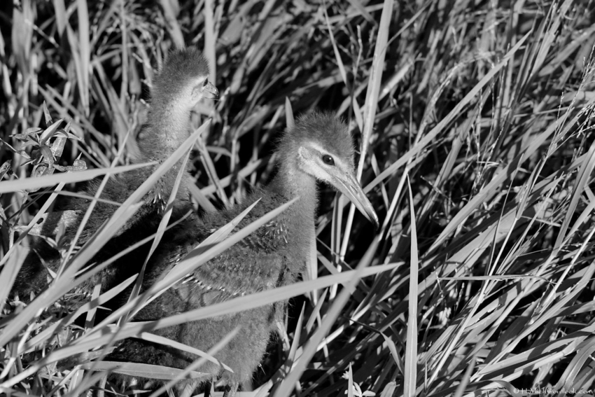 Studio-One.Art.br Repo Fotografia em Rio Preto SP/Brasil