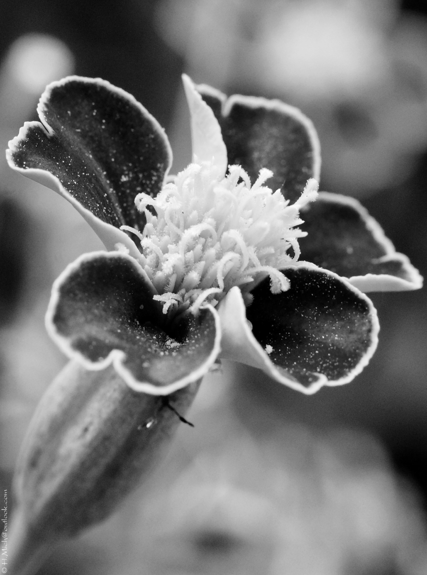 Studio-One.Art.br Repo Fotografia em Rio Preto SP/Brasil