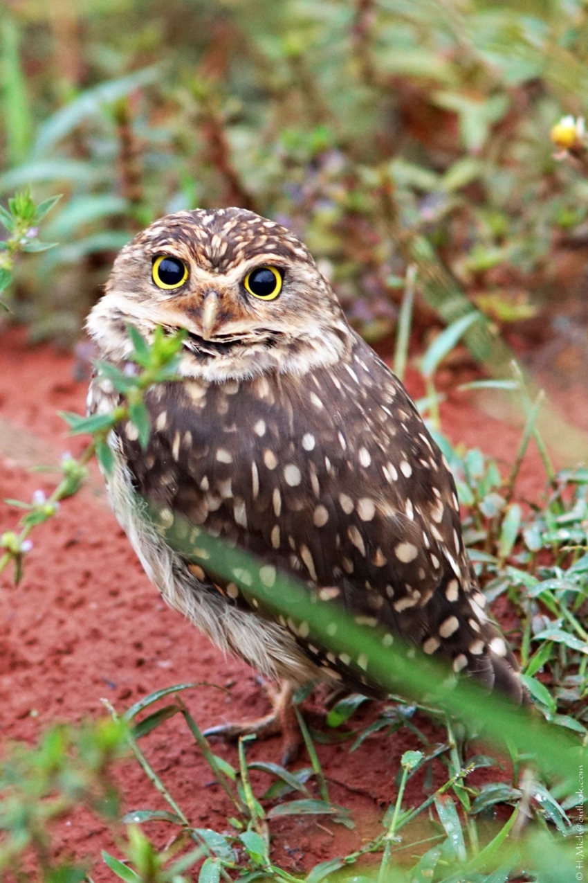 Studio-One.Art.br Repo Fotografia em Rio Preto SP/Brasil