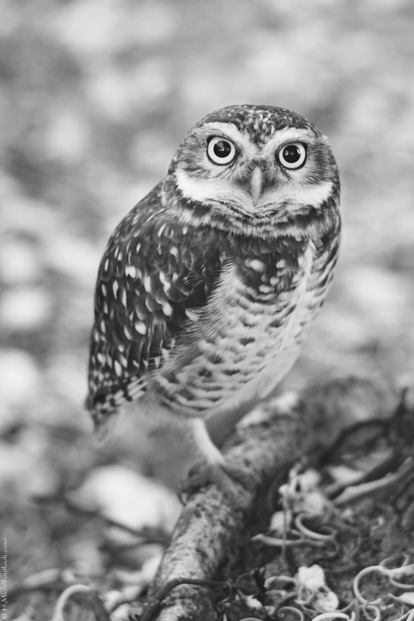 Studio-One.Art.br Repo Fotografia em Rio Preto SP/Brasil