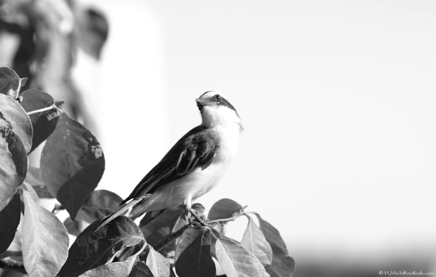 Studio-One.Art.br Repo Fotografia em Rio Preto SP/Brasil