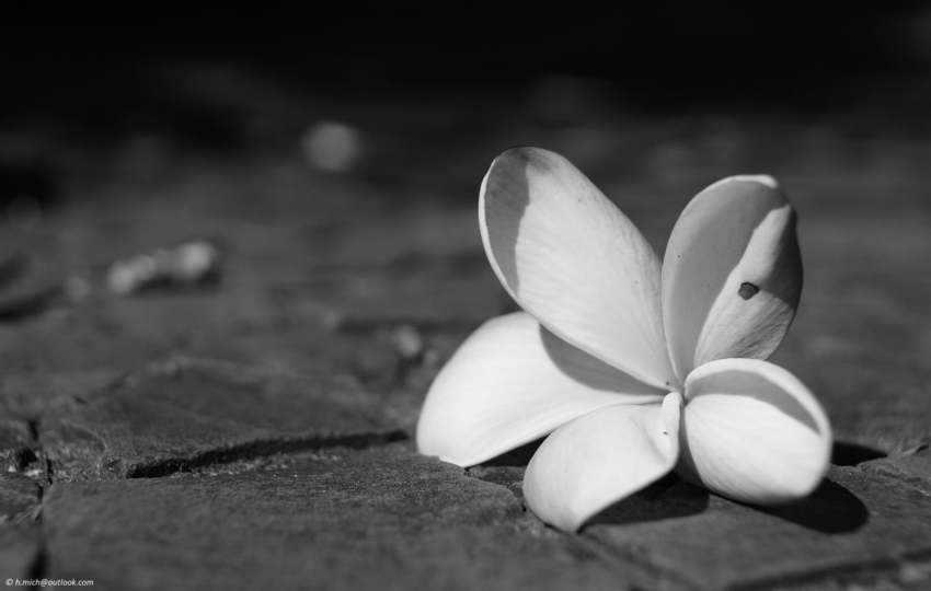 Studio-One.Art.br Repo Fotografia em Rio Preto SP/Brasil