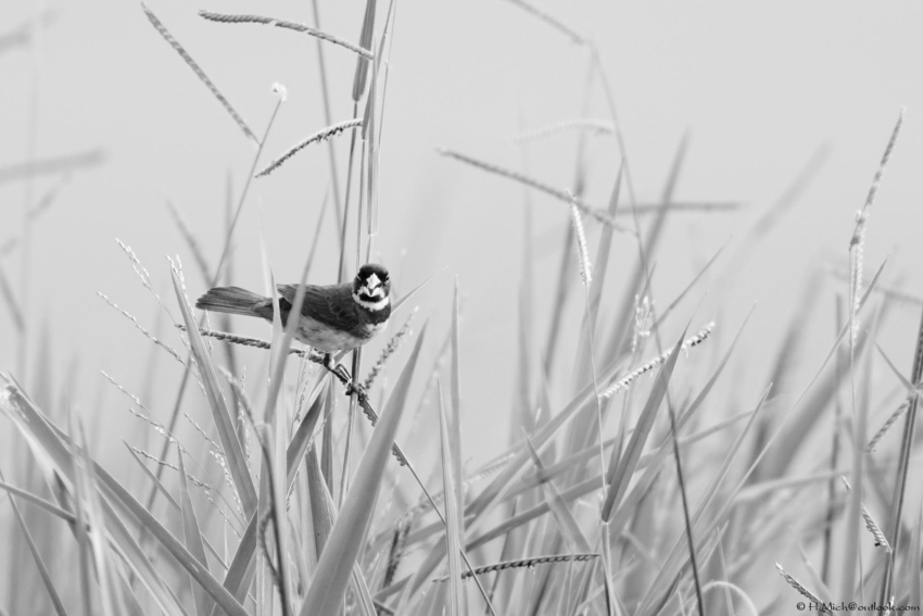 Studio-One.Art.br Repo Fotografia em Rio Preto SP/Brasil