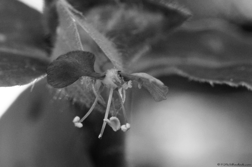 Studio-One.Art.br Repo Fotografia em Rio Preto SP/Brasil