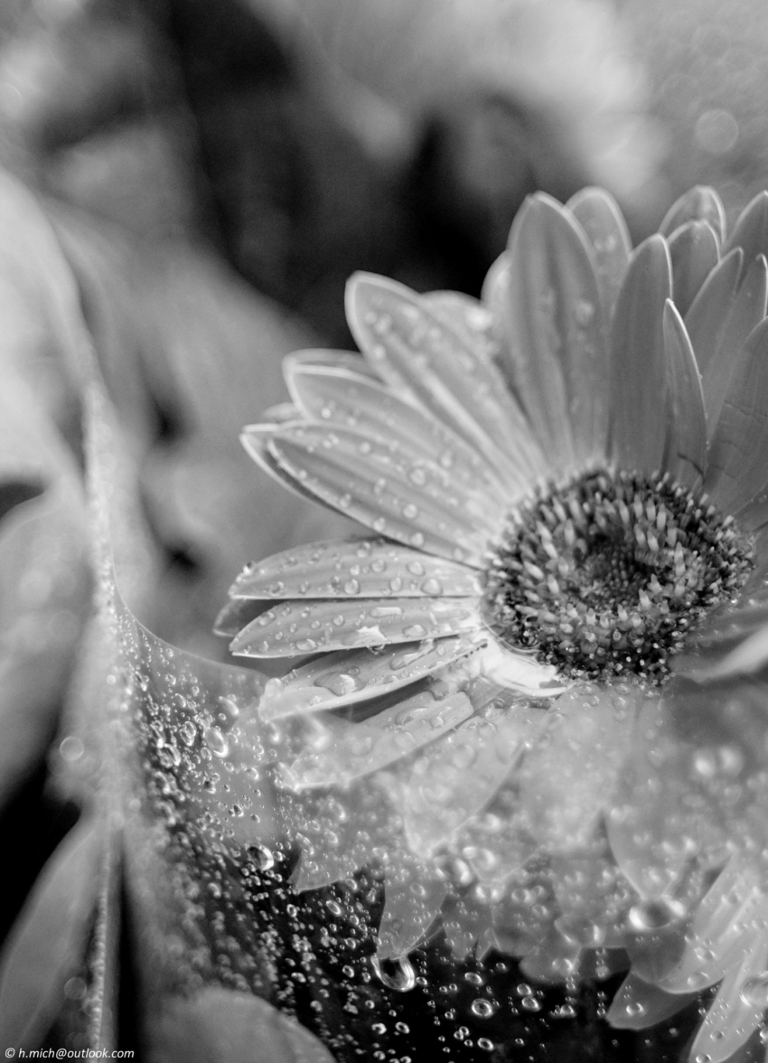 Studio-One.Art.br Repo Fotografia em Rio Preto SP/Brasil