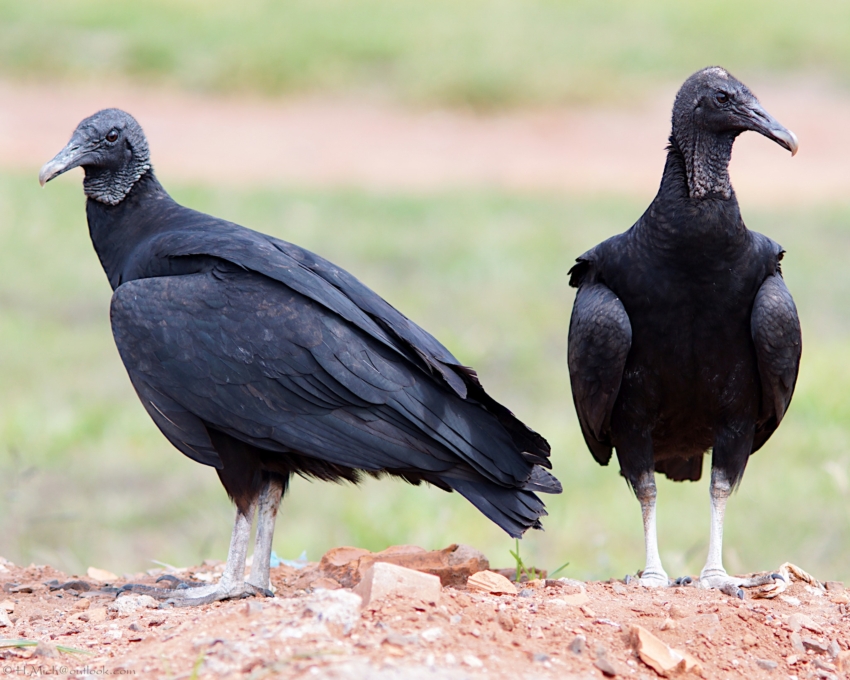 Studio-One.Art.br Repo Fotografia em Rio Preto SP/Brasil