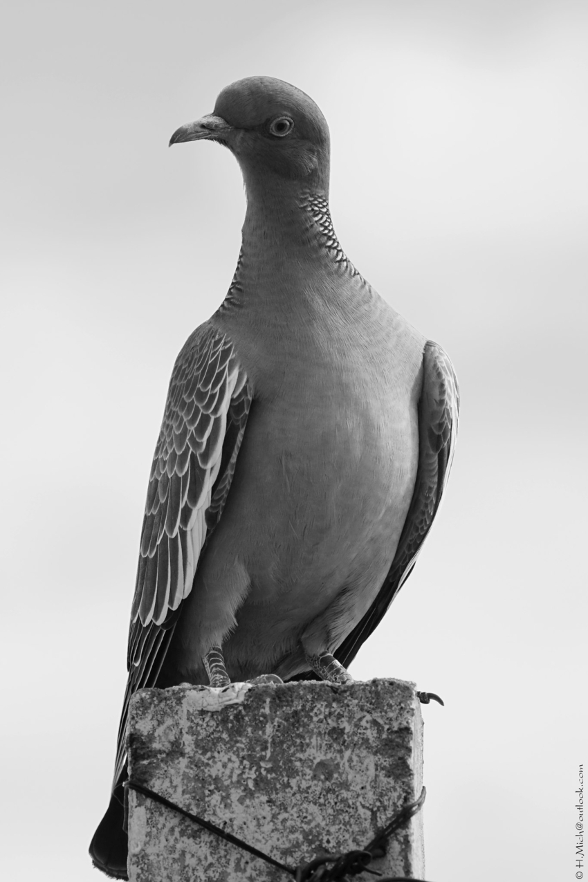 Studio-One.Art.br Repo Fotografia em Rio Preto SP/Brasil