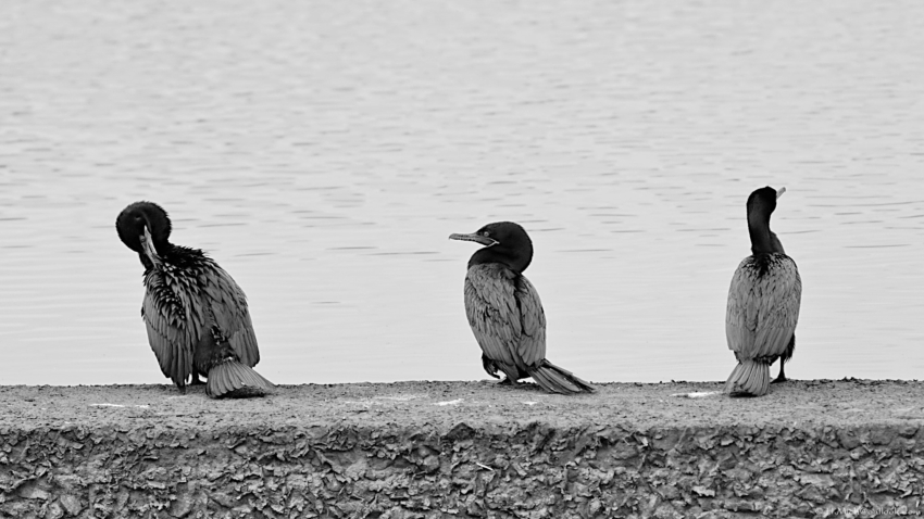 Studio-One.Art.br Repo Fotografia em Rio Preto SP/Brasil