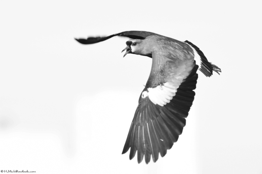 Studio-One.Art.br Repo Fotografia em Rio Preto SP/Brasil