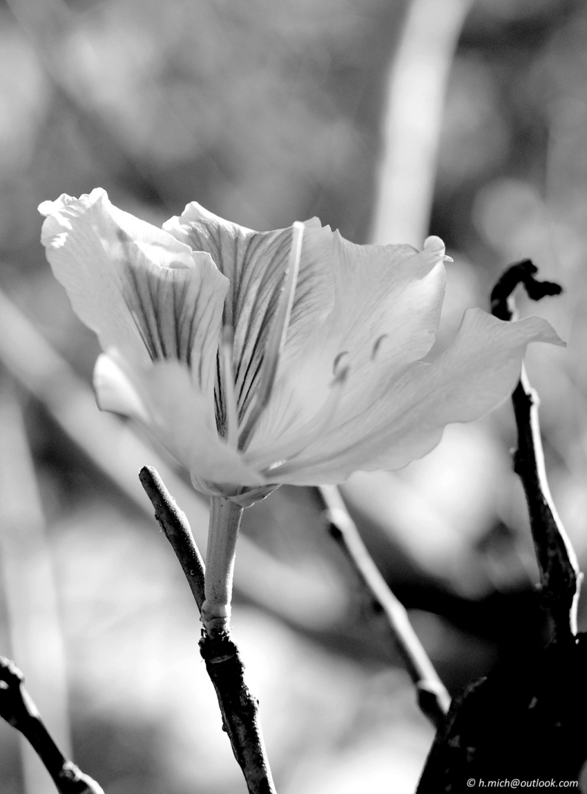 Studio-One.Art.br Repo Fotografia em Rio Preto SP/Brasil