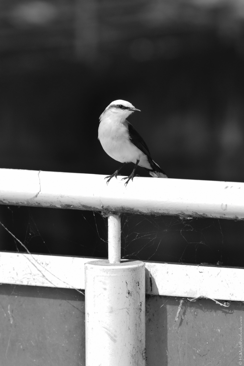 Studio-One.Art.br Repo Fotografia em Rio Preto SP/Brasil