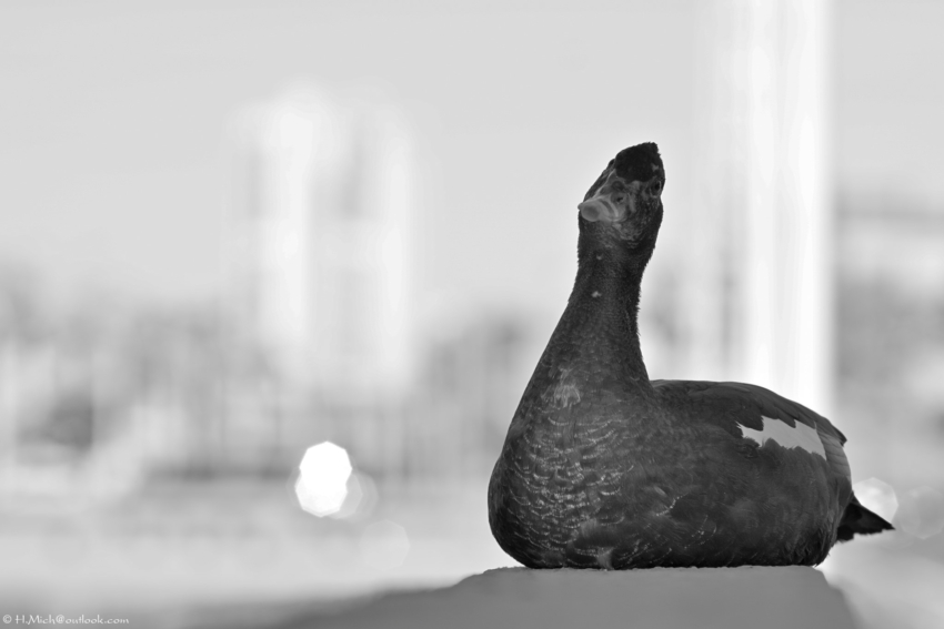 Studio-One.Art.br Repo Fotografia em Rio Preto SP/Brasil