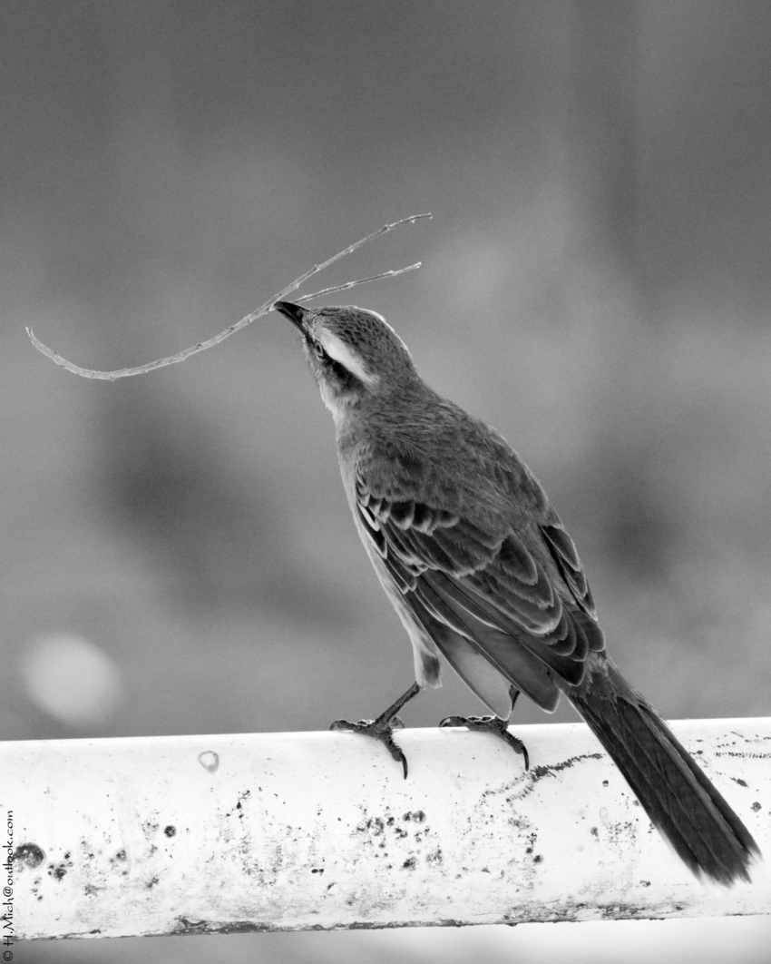 Studio-One.Art.br Repo Fotografia em Rio Preto SP/Brasil