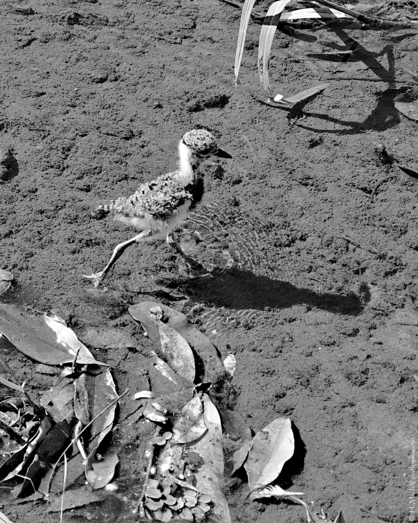 Studio-One.Art.br Repo Fotografia em Rio Preto SP/Brasil