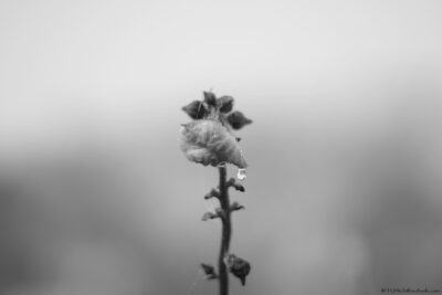 2022 06 15(505)