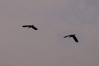 2022 06 15(526)