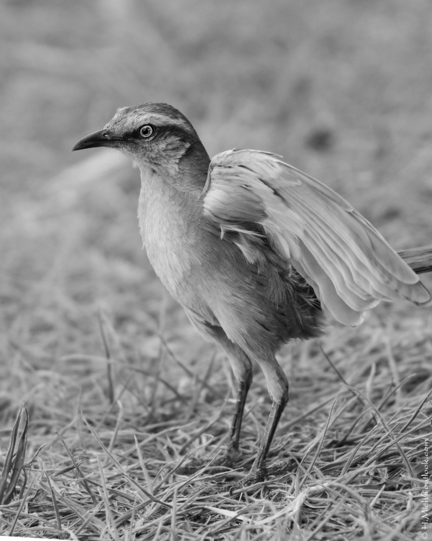Studio-One.Art.br Repo Fotografia em Rio Preto SP/Brasil