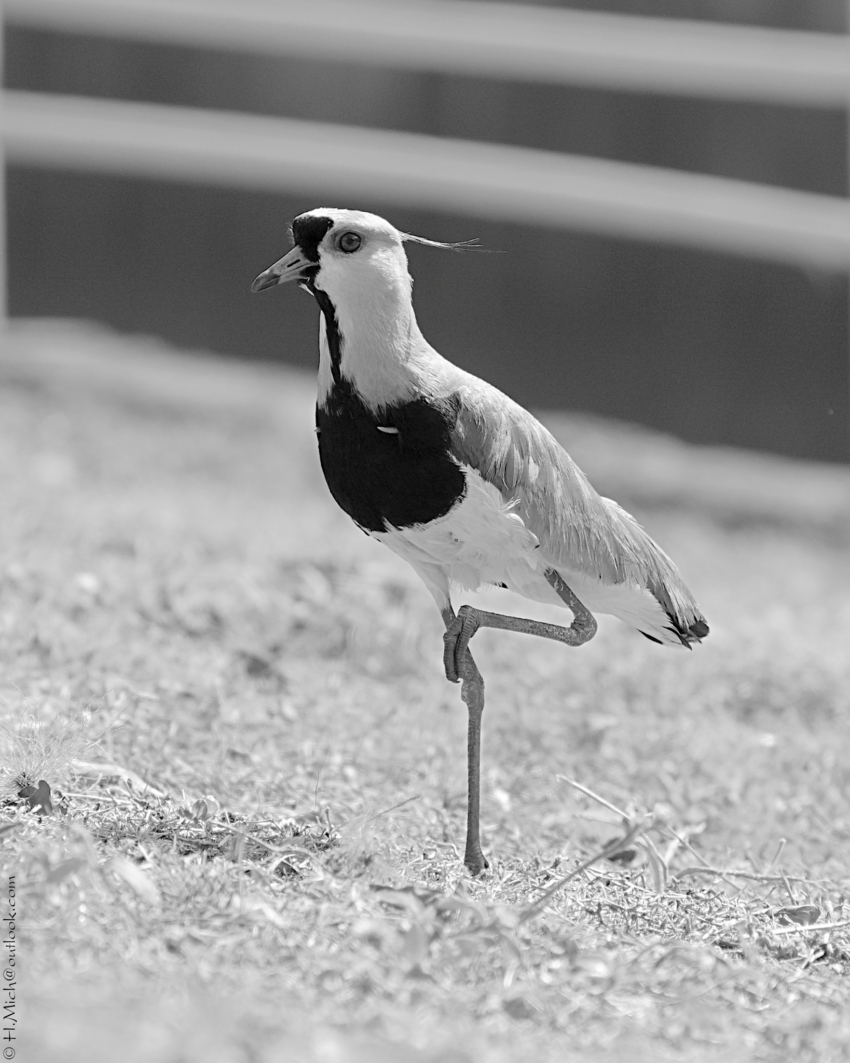 Studio-One.Art.br Repo Fotografia em Rio Preto SP/Brasil