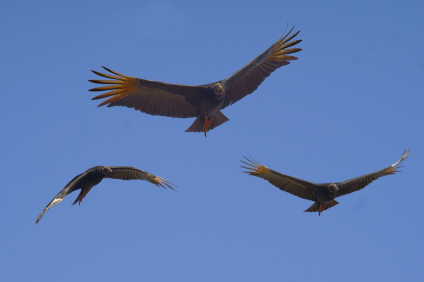 Studio-One.Art.br Repo Fotografia em Rio Preto SP/Brasil