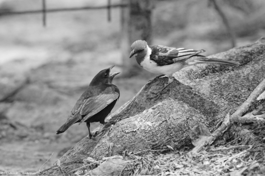 Studio-One.Art.br Repo Fotografia em Rio Preto SP/Brasil