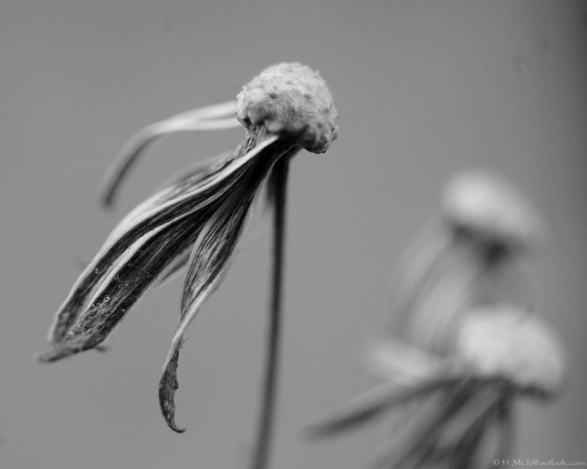 Studio-One.Art.br Repo Fotografia em Rio Preto SP/Brasil