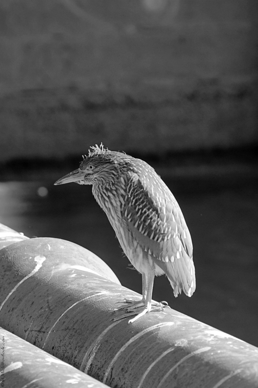 Studio-One.Art.br Repo Fotografia em Rio Preto SP/Brasil