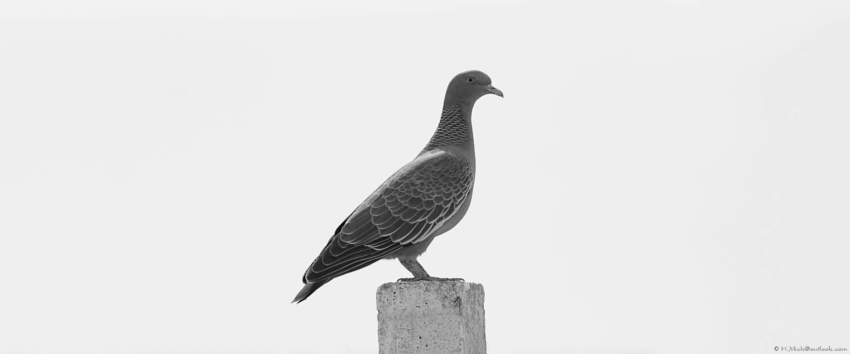 Studio-One.Art.br Repo Fotografia em Rio Preto SP/Brasil